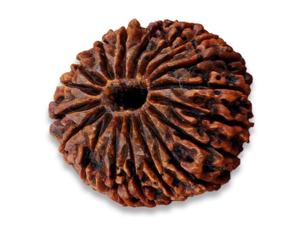 18 Mukhi Large